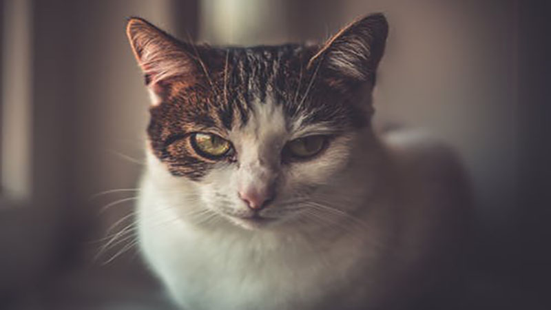 做梦梦见被猫挠