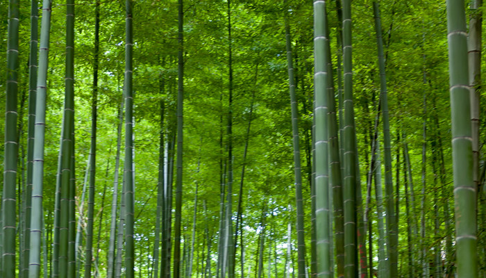 做梦梦见竹林是什么意思