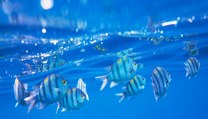 做梦梦见水生物是什么意思 做梦梦见水生物有什么预兆