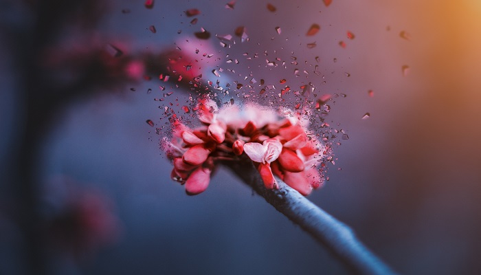 女人做梦梦见紫色的花是什么意思 女人做梦梦见紫色的花有什么预兆