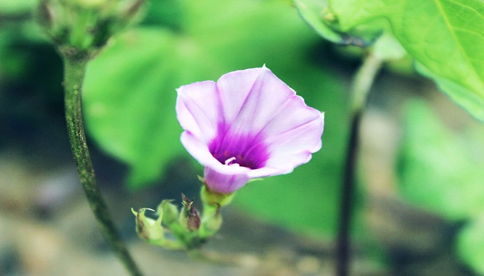 做梦梦见牵牛花开是什么意思 做梦梦见牵牛花开是什么预兆