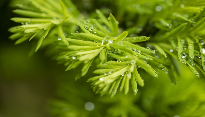 梦到屋里漏雨是什么意思