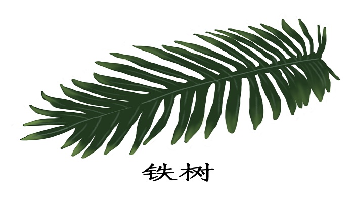 做梦梦见铁树开花是什么意思 做梦梦见铁树开花有什么预兆