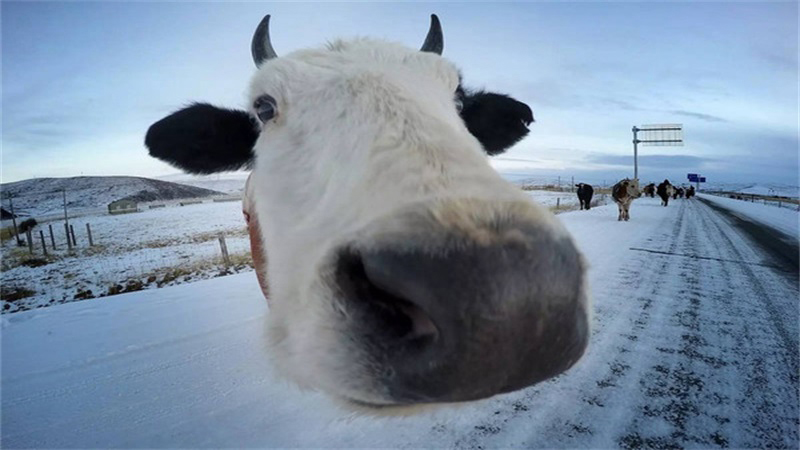 鼠和牛相配婚姻如何，详细解释