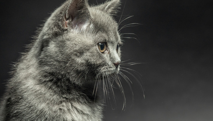做梦梦见猫是什么意思 做梦梦见猫有什么预兆