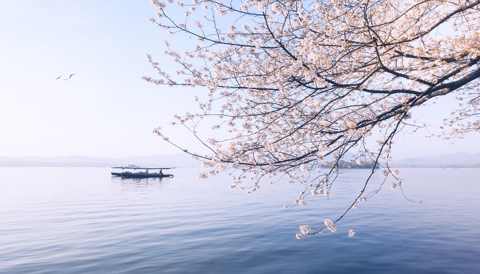做梦梦见樱花盛开是什么意思 做梦梦见樱花盛开是什么预兆