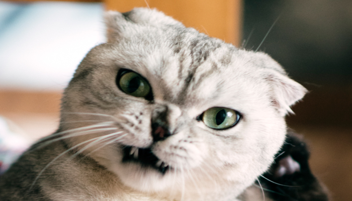 周公解梦做梦梦见被猫咬