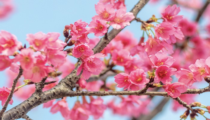 做梦梦见樱花树盛开樱花