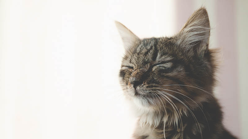 做梦梦见被猫咬了是什么意思