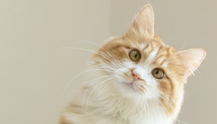 梦到被猫抓了什么意思