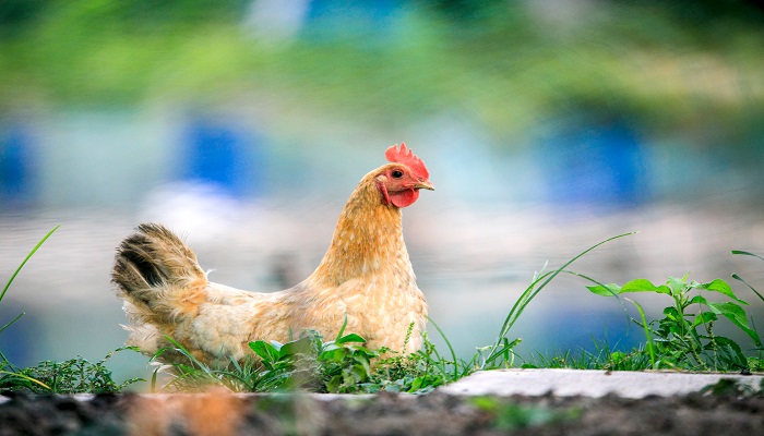 女人做梦梦见鸡屎满地是什么意思 女人做梦梦见鸡屎满地有什么预兆
