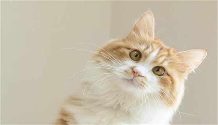 做梦梦见黄猫代表什么预兆