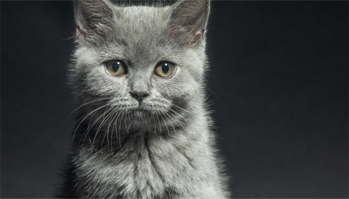 做梦梦见打猫是什么预兆