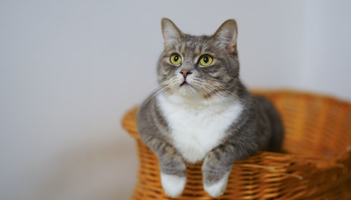 做梦梦见猫攻击我把猫杀了
