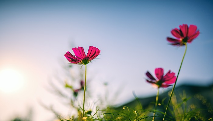 做梦梦见花开是什么意思 做梦梦见花开有什么预兆