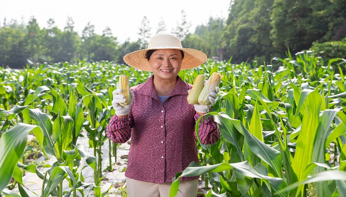 女人做梦梦见一片玉米地