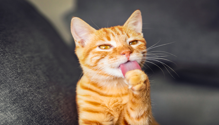 做梦梦见被猫咬是什么意思 周公解梦