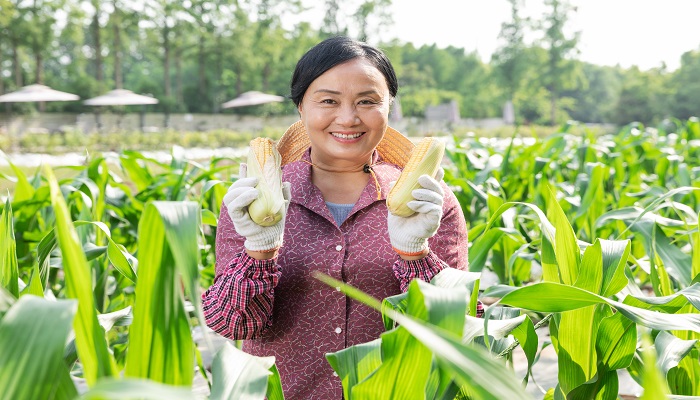 女人做梦梦见一片绿油油的玉米地