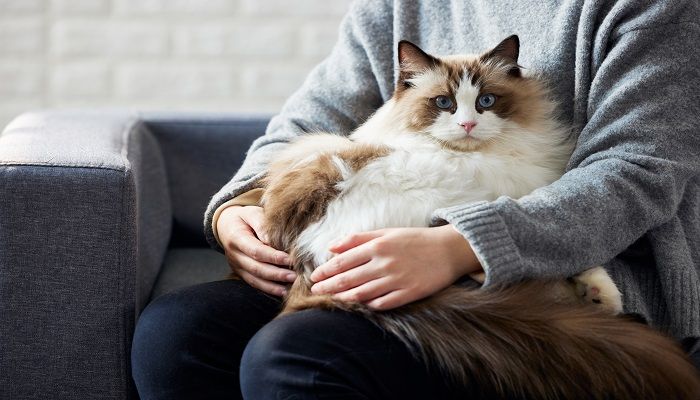 做梦梦见黑猫