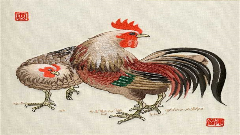 鼠跟鸡合不合，详细介绍