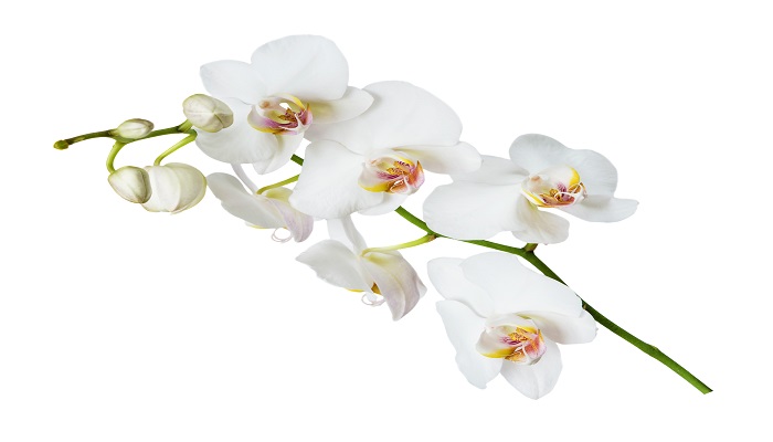 做梦梦见白兰花是什么意思做梦梦见白兰花是什么预兆