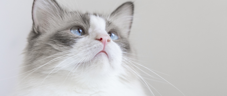做梦梦见被猫咬出血是什么意思