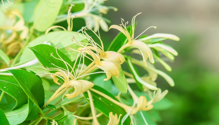 做梦梦见金银花是什么意思 做梦梦见金银花是什么预兆