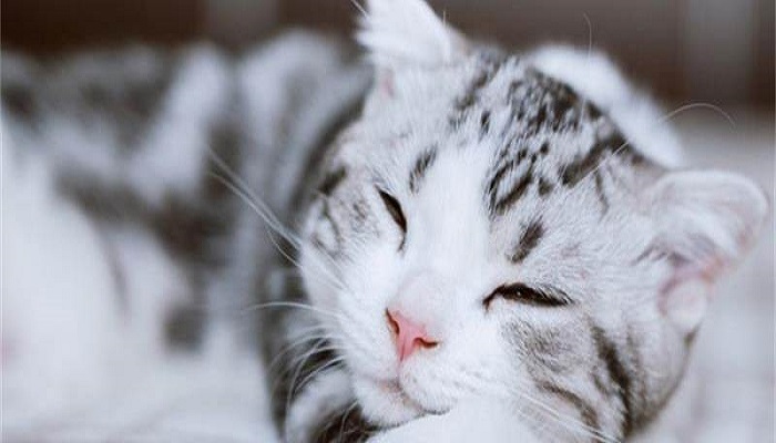 做梦梦见被猫咬住不放很疼