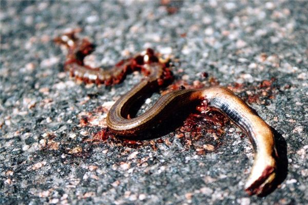 做梦梦见死蛇什么意思 做梦梦见死蛇预示什么