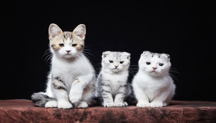 做梦梦见猫生小猫是什么意思 做梦梦见猫生小猫有什么预兆
