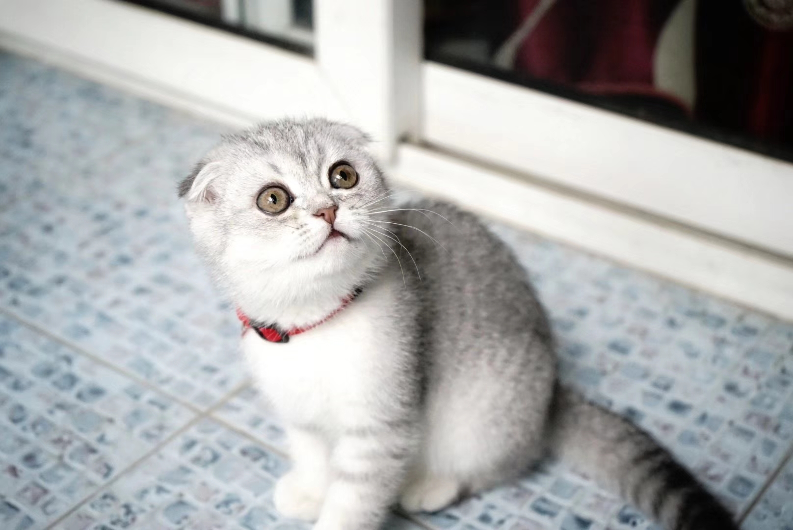 梦到养了一只猫什么意思