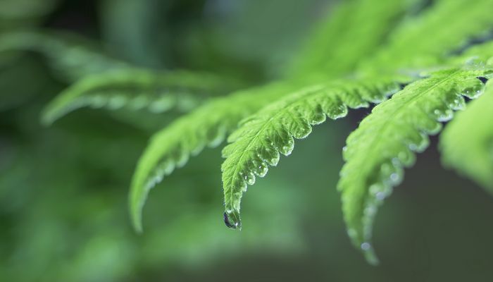 做梦梦见露成霜雪什么意思 做梦梦见露成霜雪预示什么