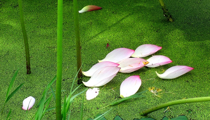 做梦梦见水藻是什么意思 做梦梦见水藻有什么预兆