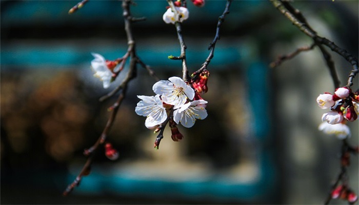 女人做梦梦见树上开满白花