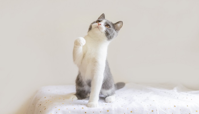 做梦梦见和猫在一起什么意思 做梦梦见和猫在一起什么预兆