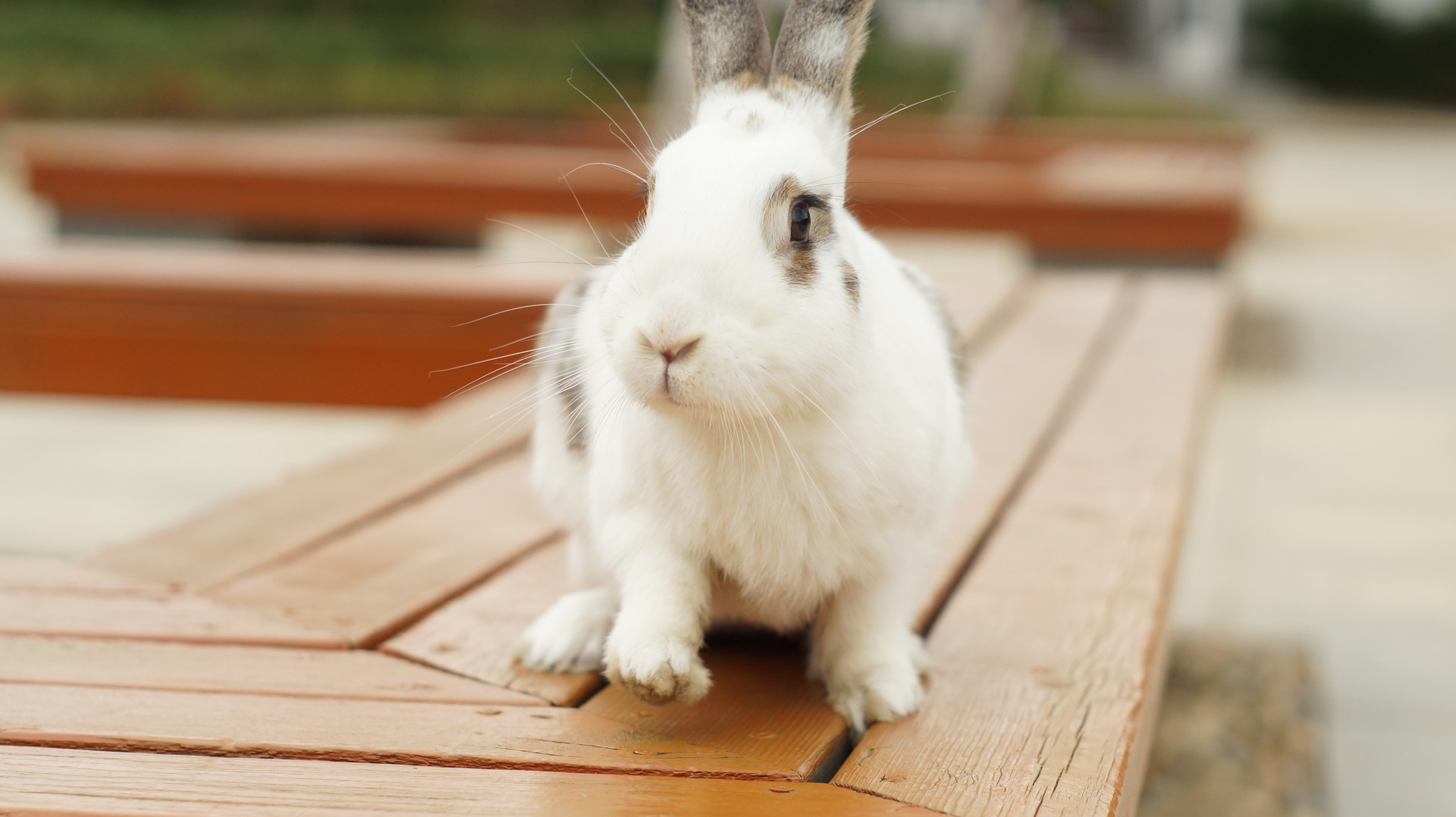 2021年属兔人的全年运势,详细介绍 2021年属兔人的全年运势,详细介绍