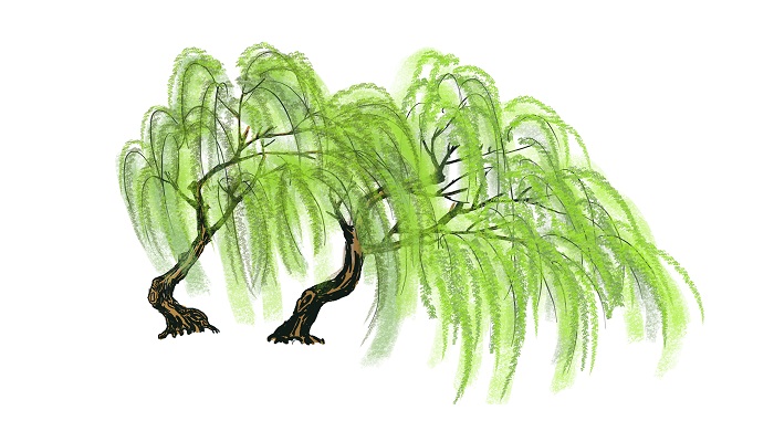 做梦梦见杨柳是什么意思 做梦梦见杨柳有什么预兆