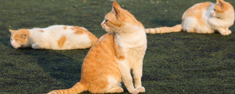 做梦梦见老鼠和猫是什么意思