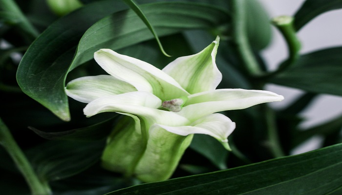 做梦梦见百合花