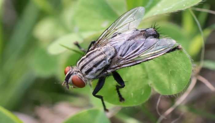 做梦梦见知了 蝉是什么意思 做梦梦见知了 蝉有什么预兆