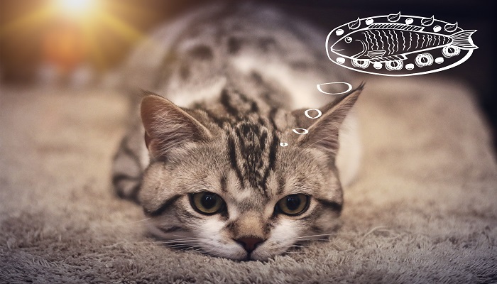 做梦做梦梦见猫