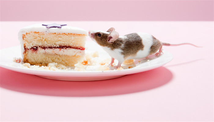 做梦梦见很多小老鼠崽子是什么意思