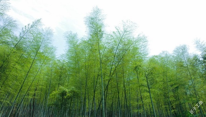 做梦梦见草是什么意思