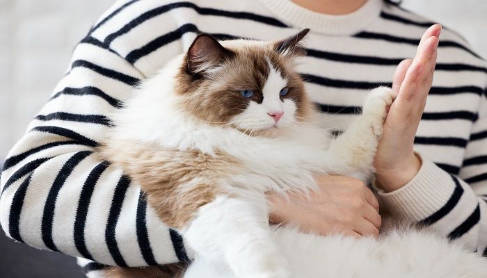 做梦梦见黑猫
