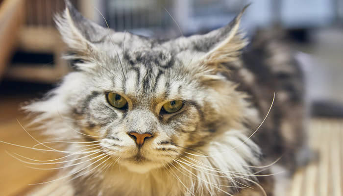 做梦做梦梦见被猫抓伤是什么意思