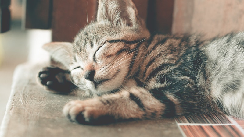 梦到猫咪