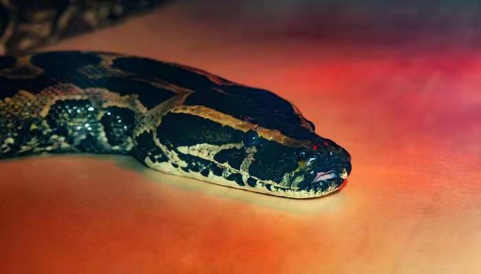 怀孕初期梦到蛇怎么回事
