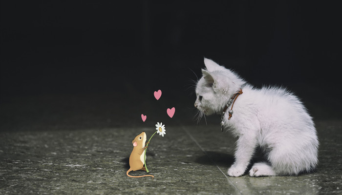 做梦梦见很多老鼠吃一只仔猫