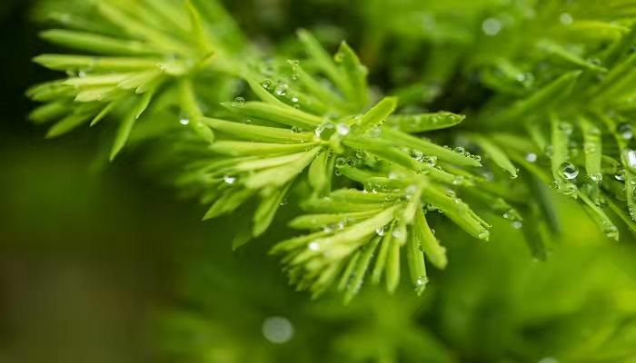 做梦梦见下雨淋湿自己什么意思 做梦梦见下雨淋湿自己什么预兆