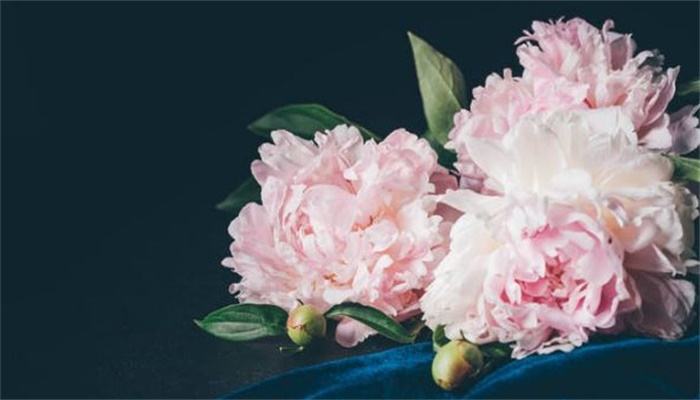 做梦梦见鲜花是什么意思 做梦梦见鲜花有什么预兆